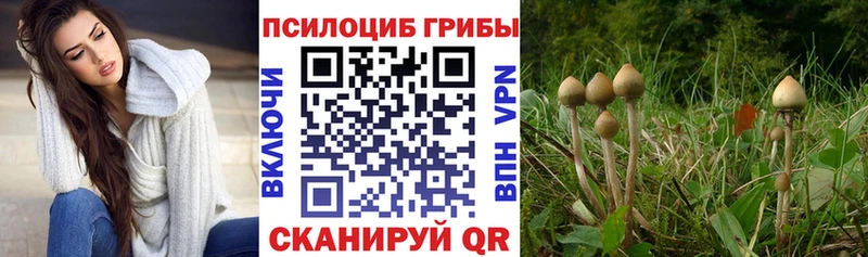 где найти   Ливны  Псилоцибиновые грибы мицелий 